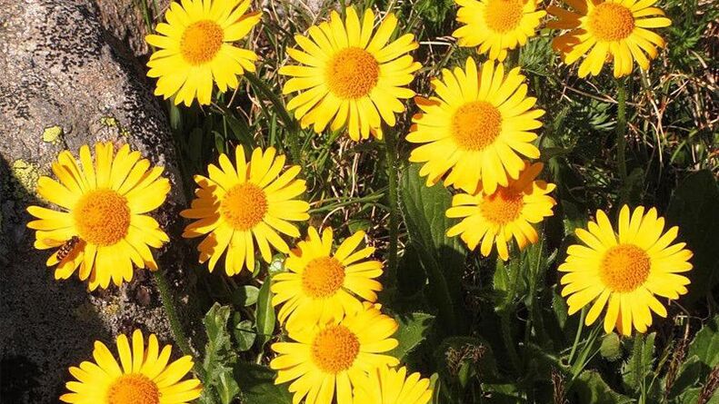 Arnica Hondrofrostis