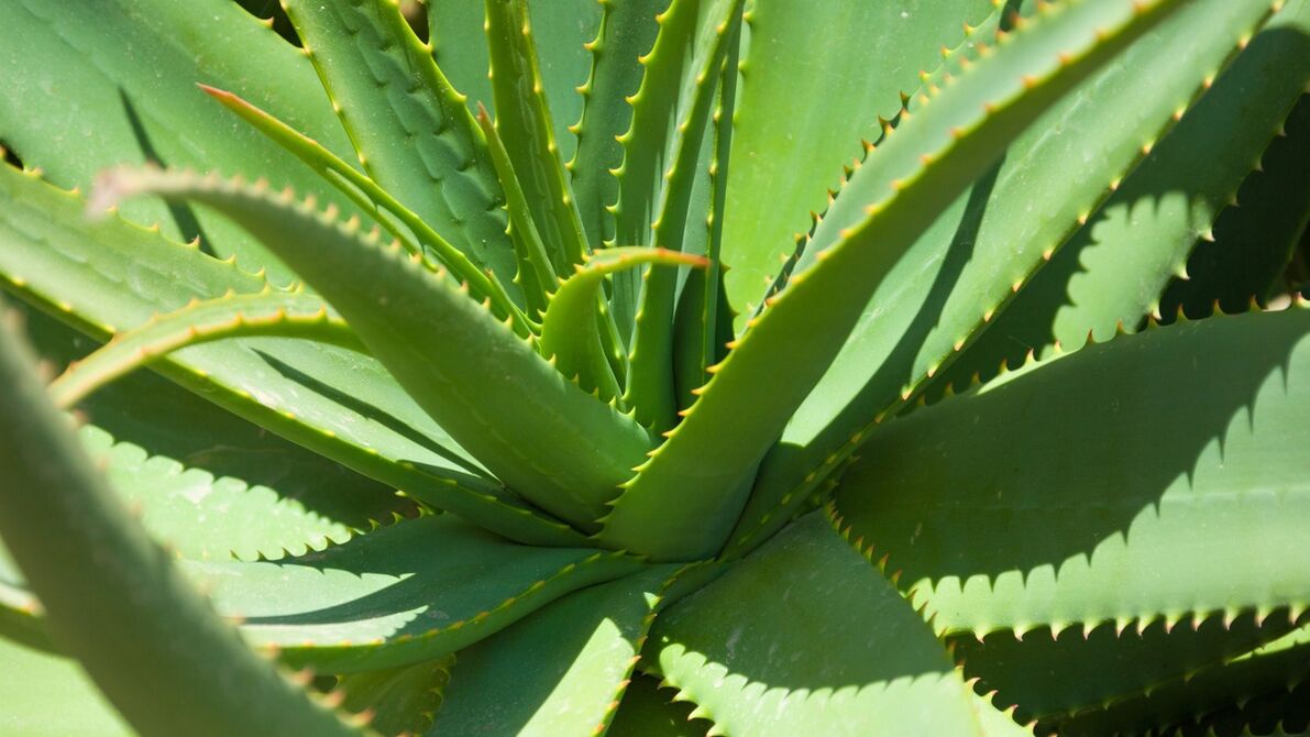 aaloe Hondrofrostis